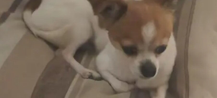 Cute Teacup Chihuahua & Jack Russell Terrier Mix image 8