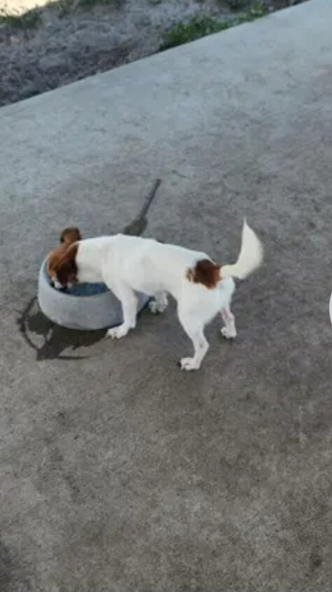 Cute Teacup Chihuahua & Jack Russell Terrier Mix image 2