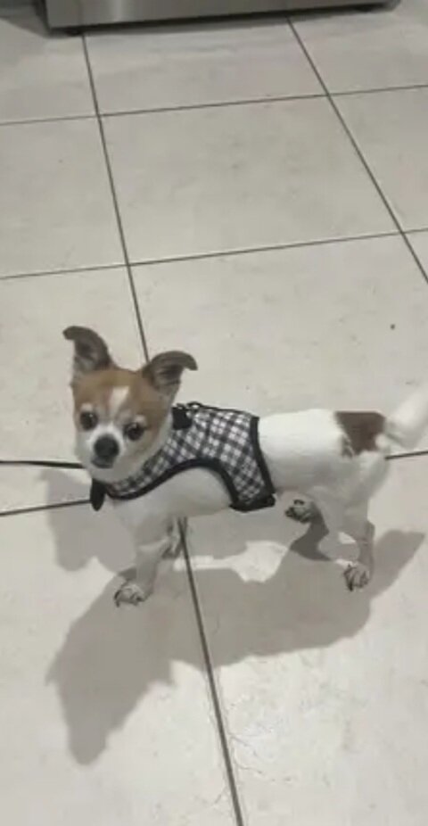 Cute Teacup Chihuahua & Jack Russell Terrier Mix image 3