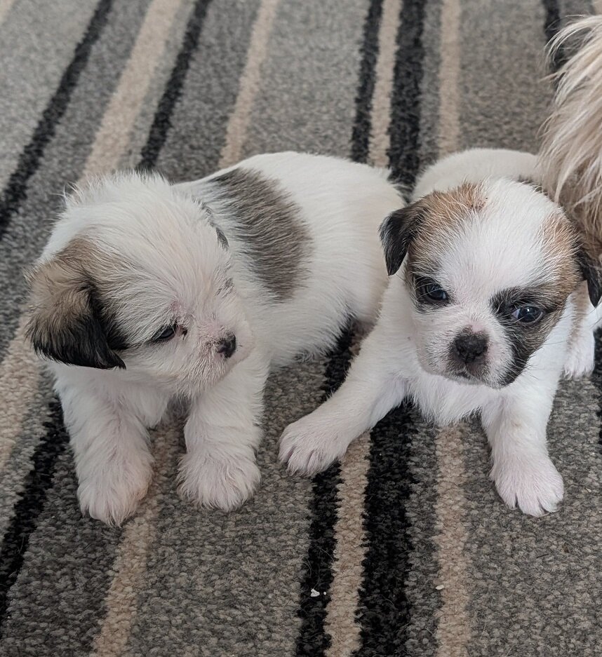 Adorable Shih Tzu puppies image 4