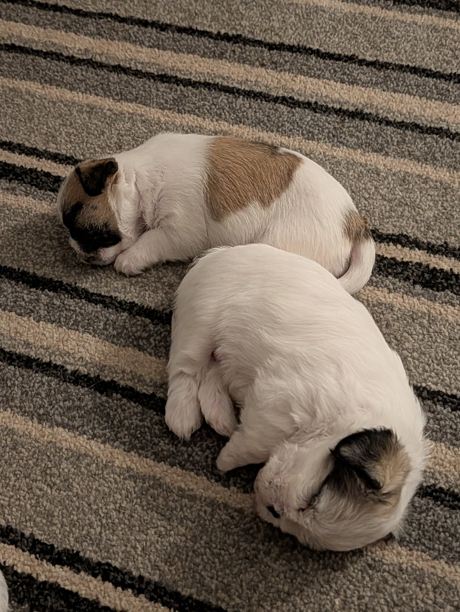 Adorable Shih Tzu puppies image 1