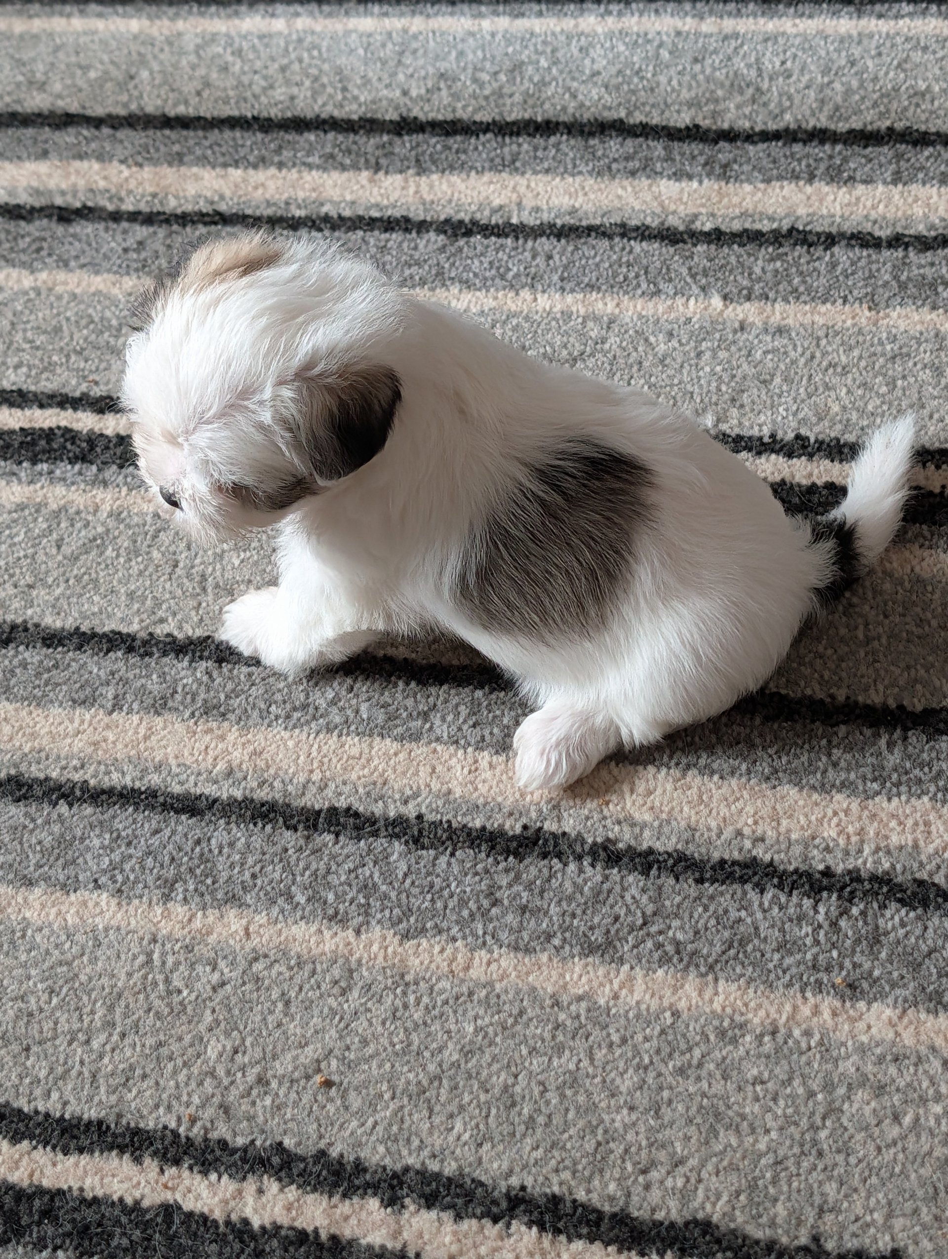 Adorable Shih Tzu puppies image 2