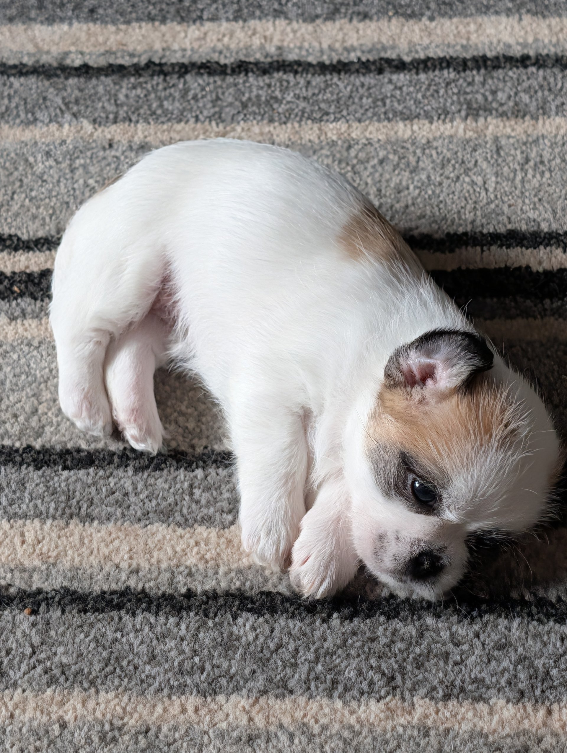 Adorable Shih Tzu puppies image 3