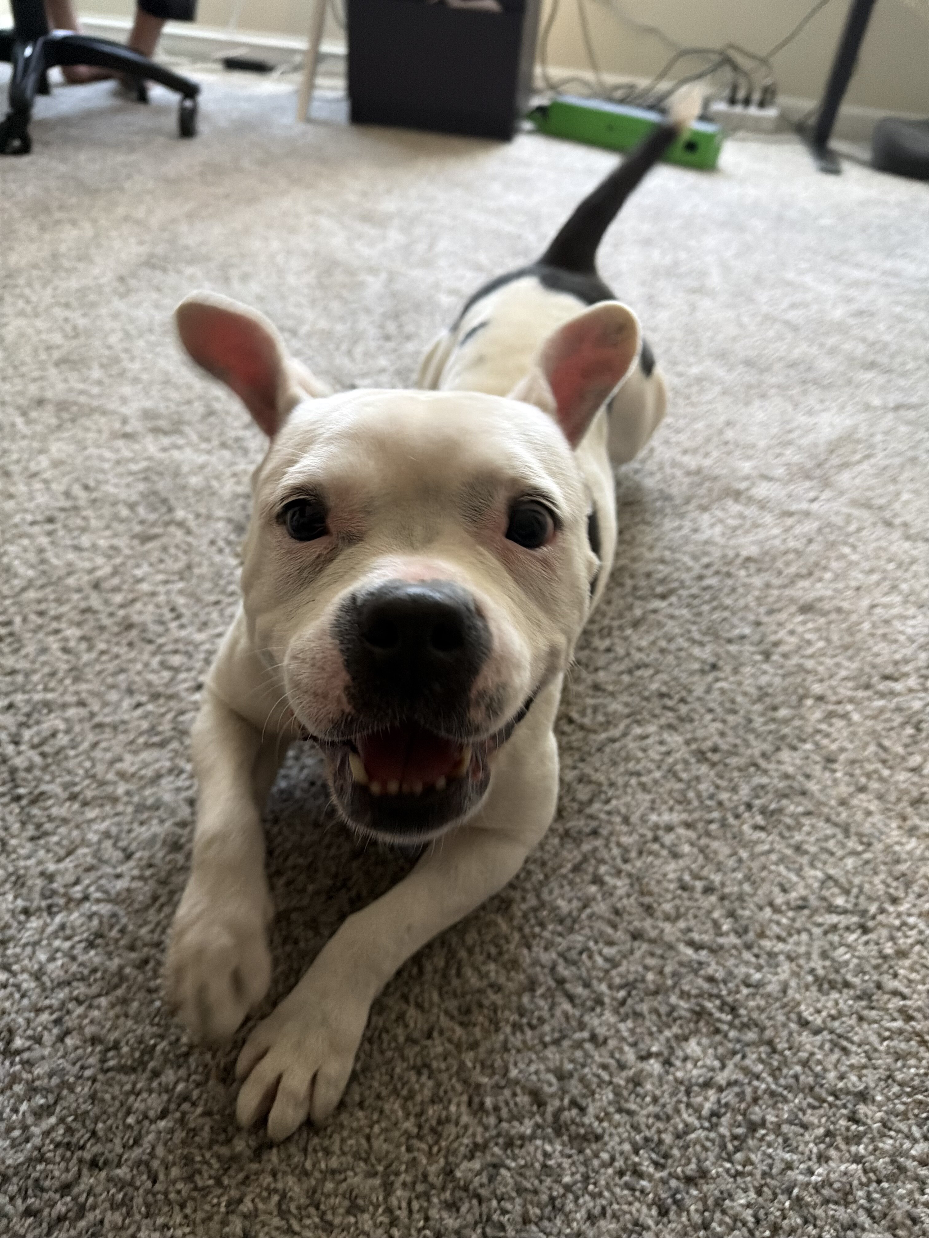 American Bull Dog Terrier image 3