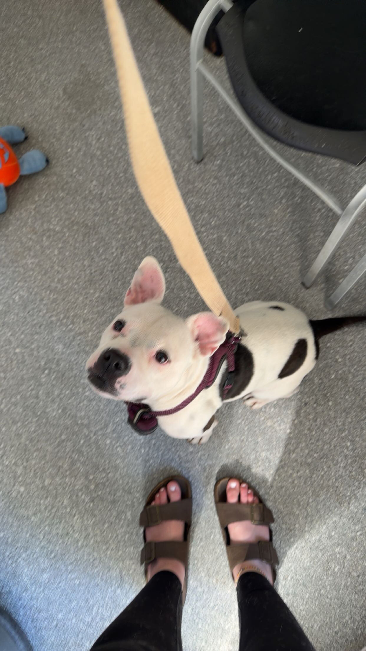 American Bull Dog Terrier image 1