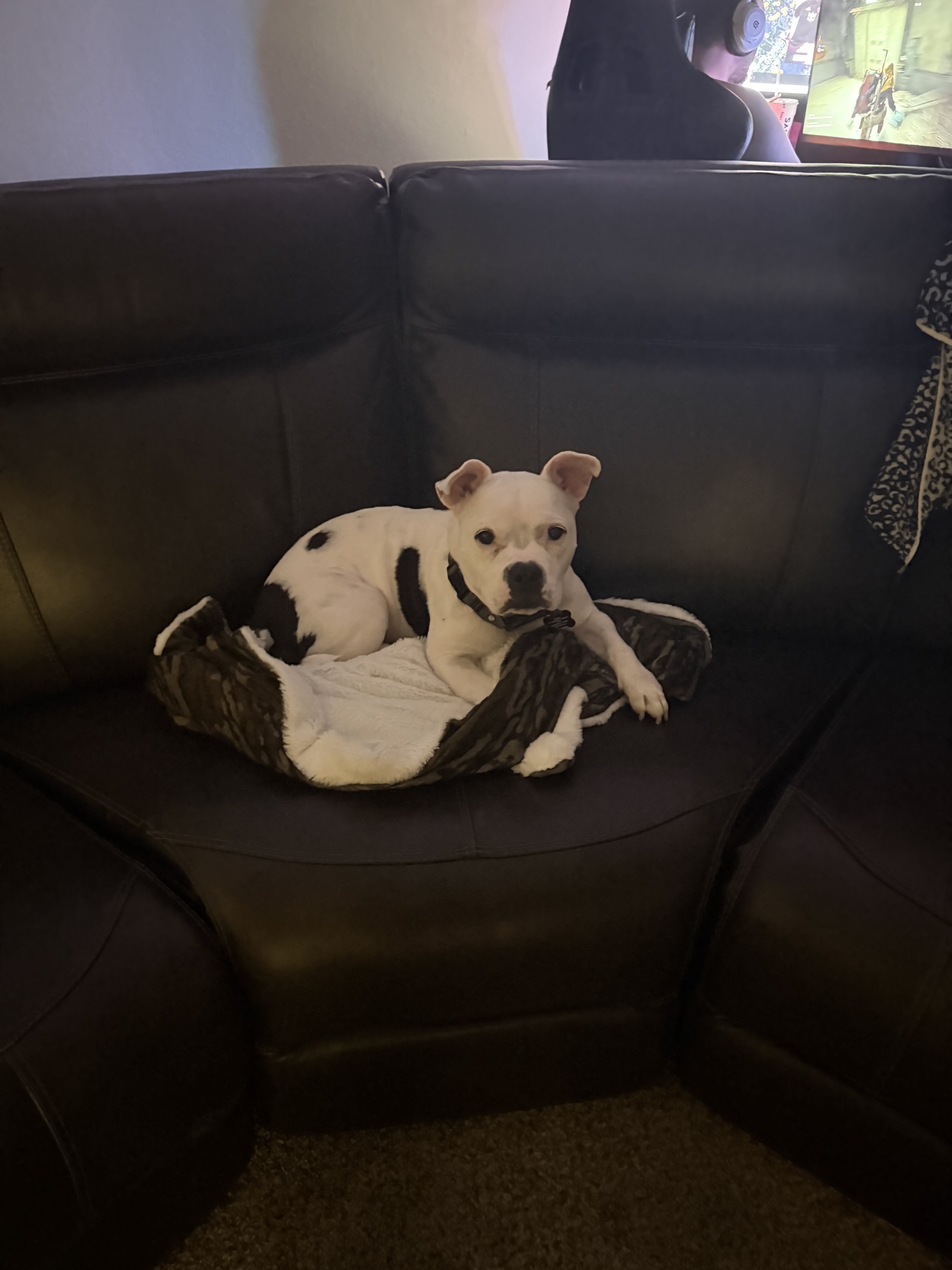 American Bull Dog Terrier image 4