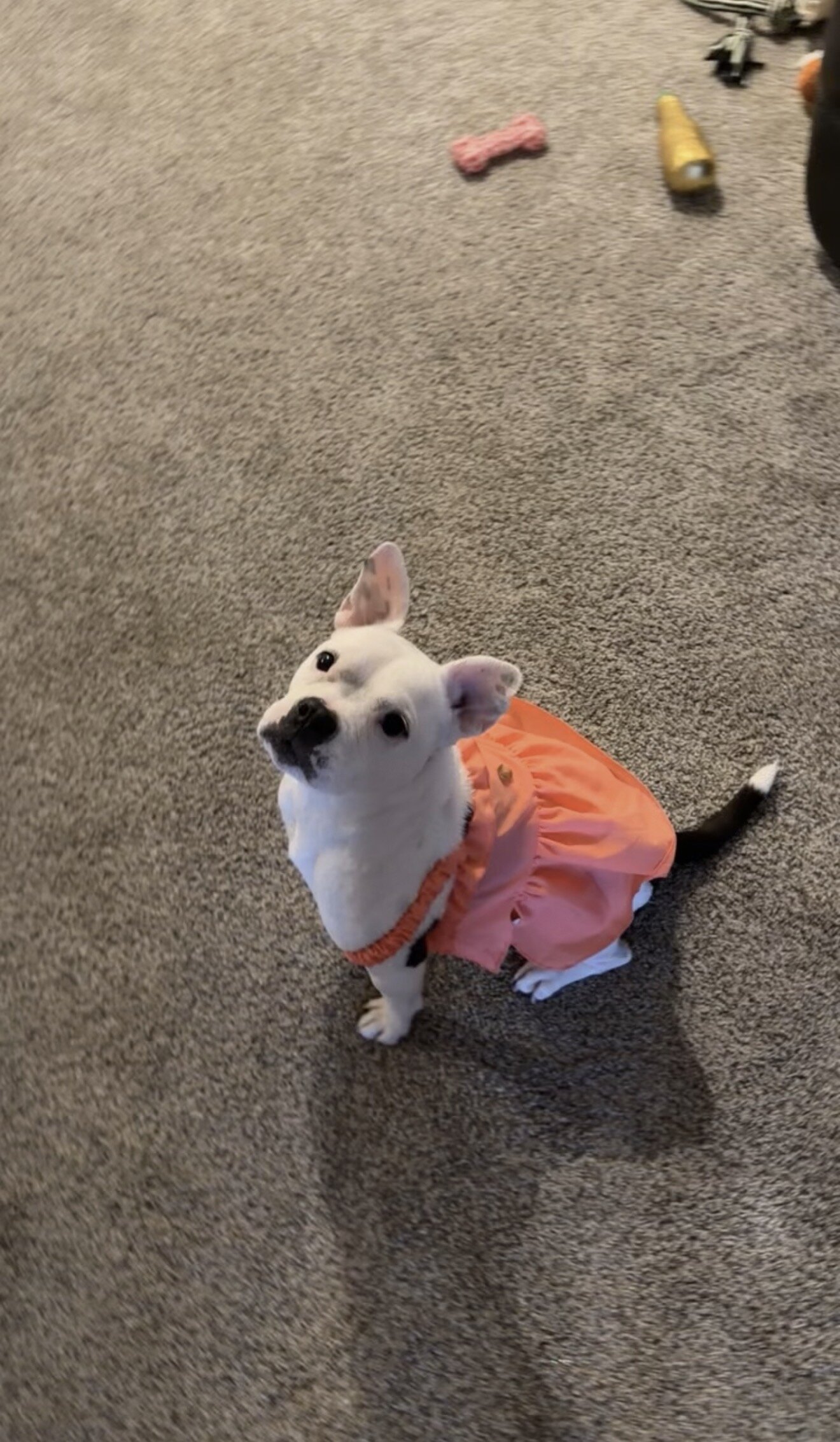 American Bull Dog Terrier image 5