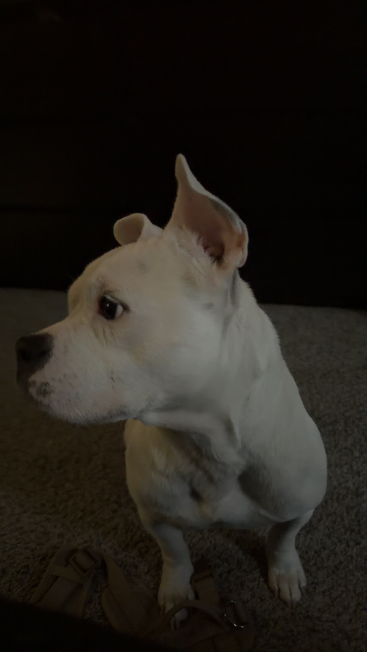 American Bull Dog Terrier image 7
