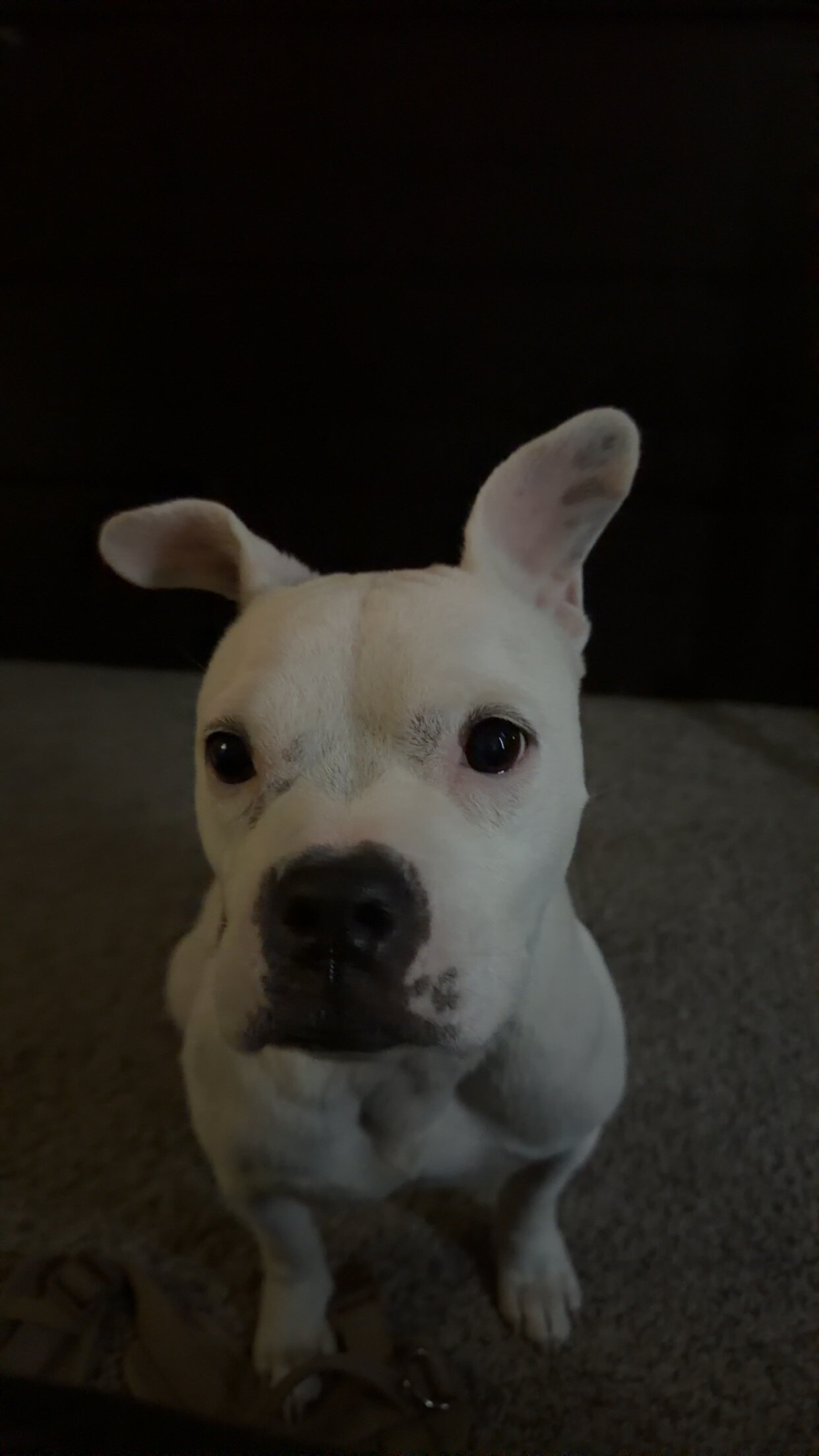 American Bull Dog Terrier image 6