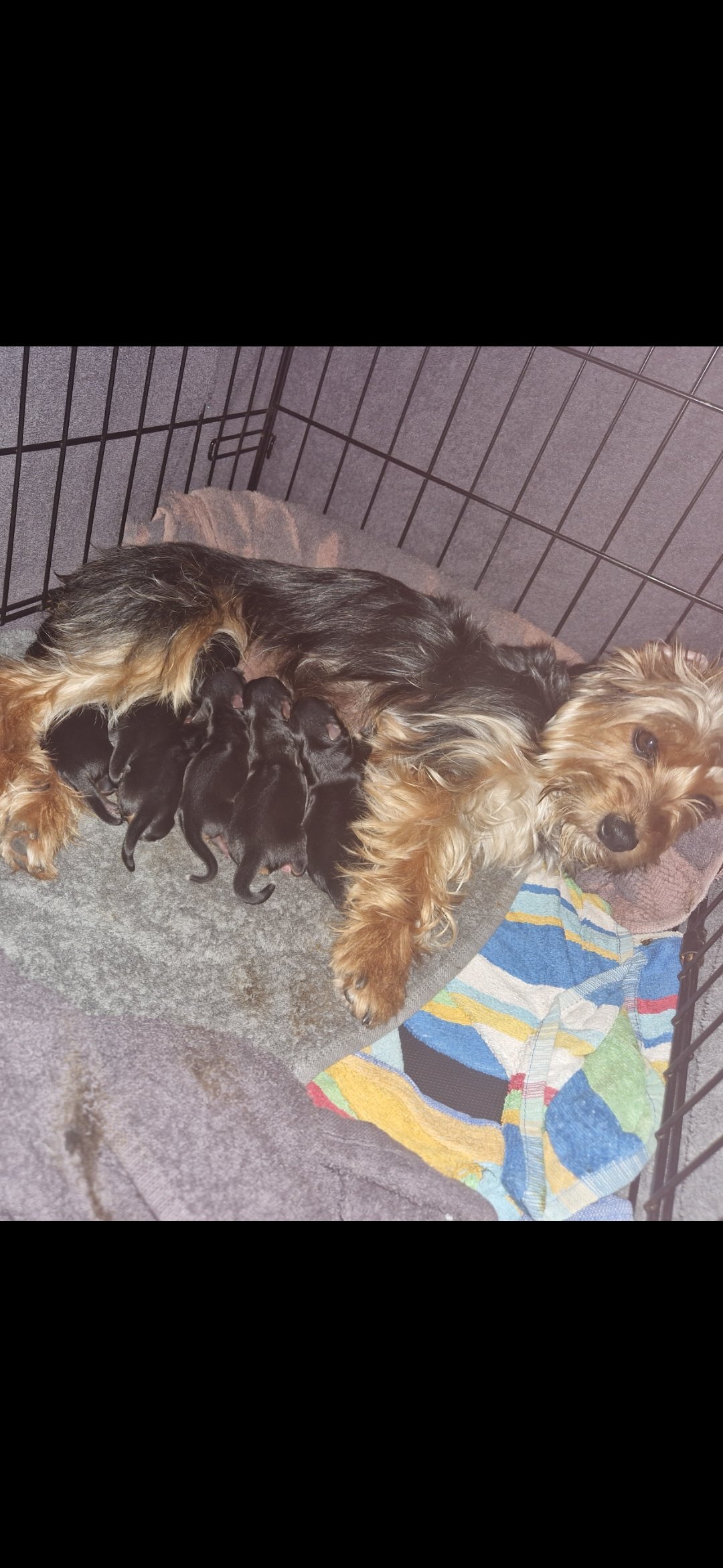 Yorkshire terrier pups image 2