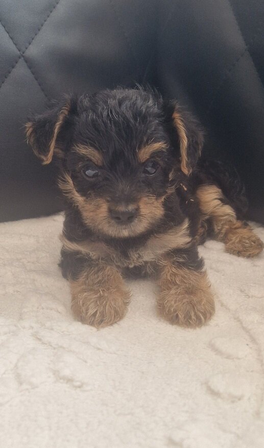 Yorkshire terrier pups image 5