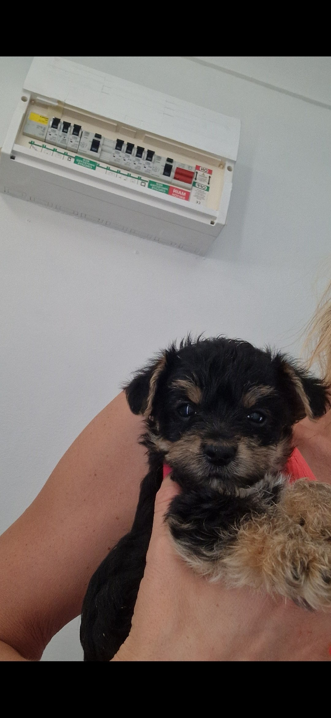 Yorkshire terrier pups image 4