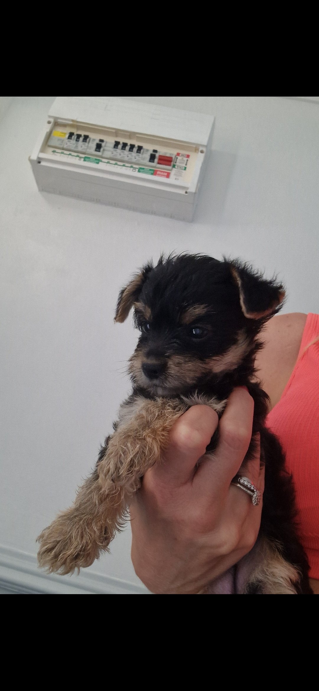 Yorkshire terrier pups image 1