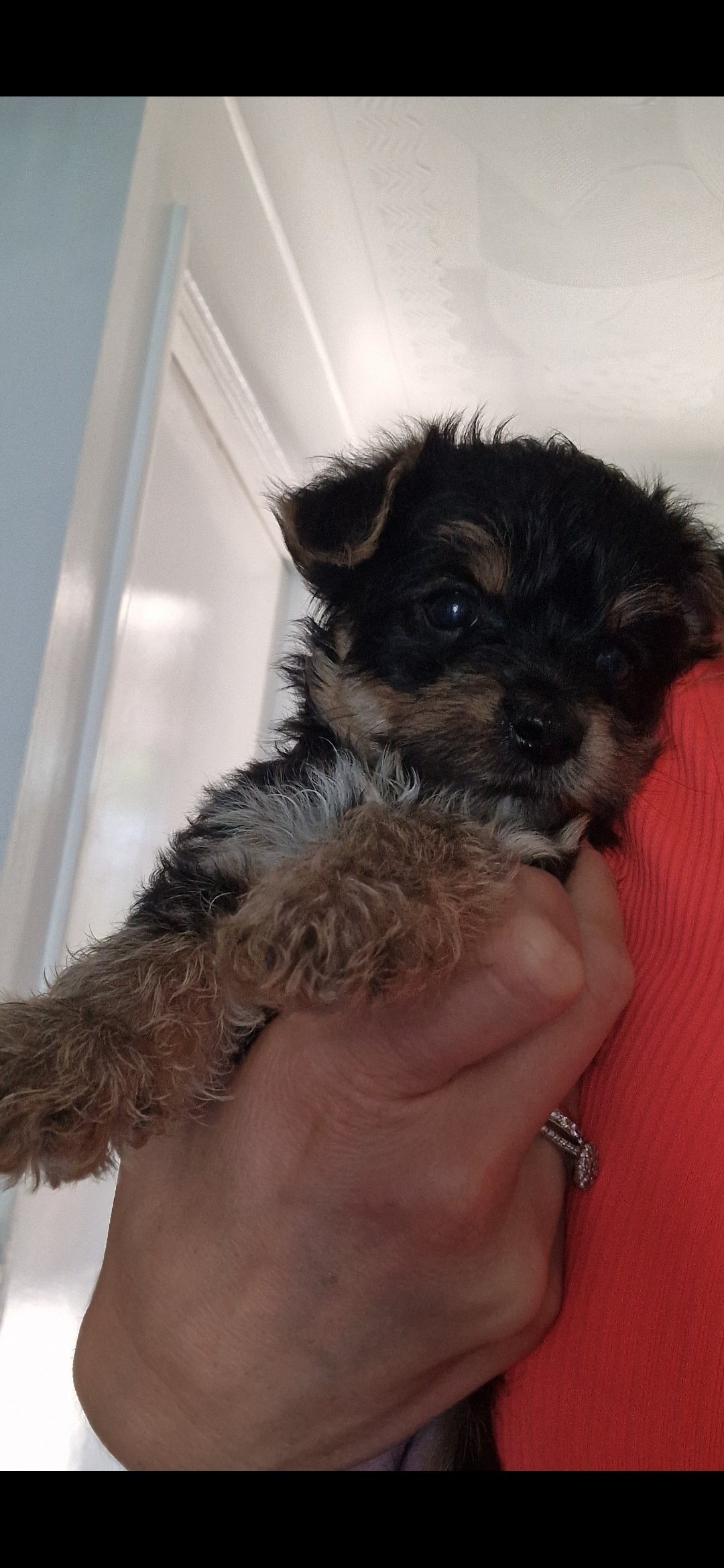 Yorkshire terrier pups image 3