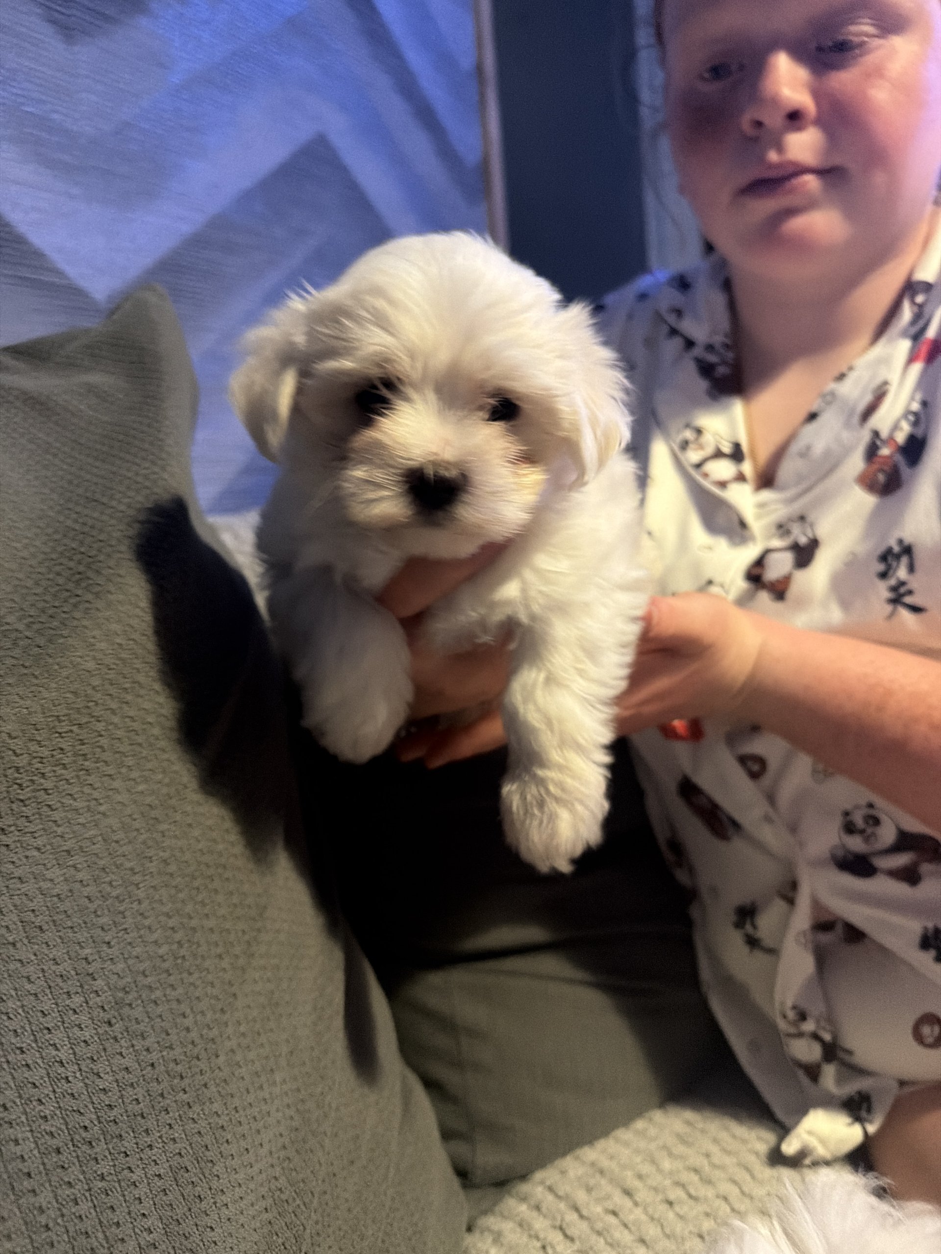 beautiful Maltese puppies image 2