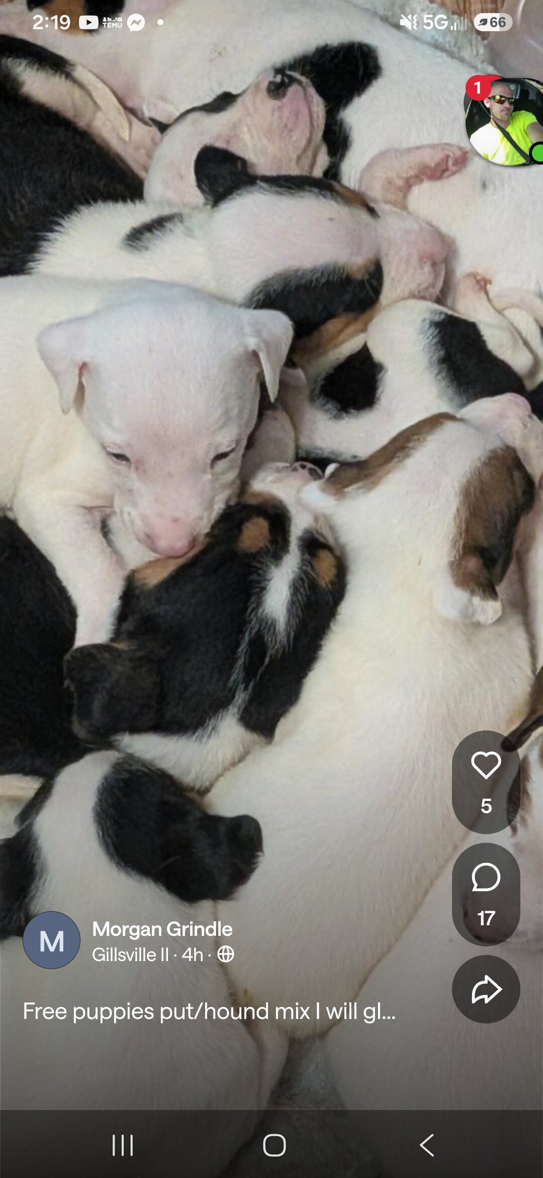 Pit bull puppies image 1