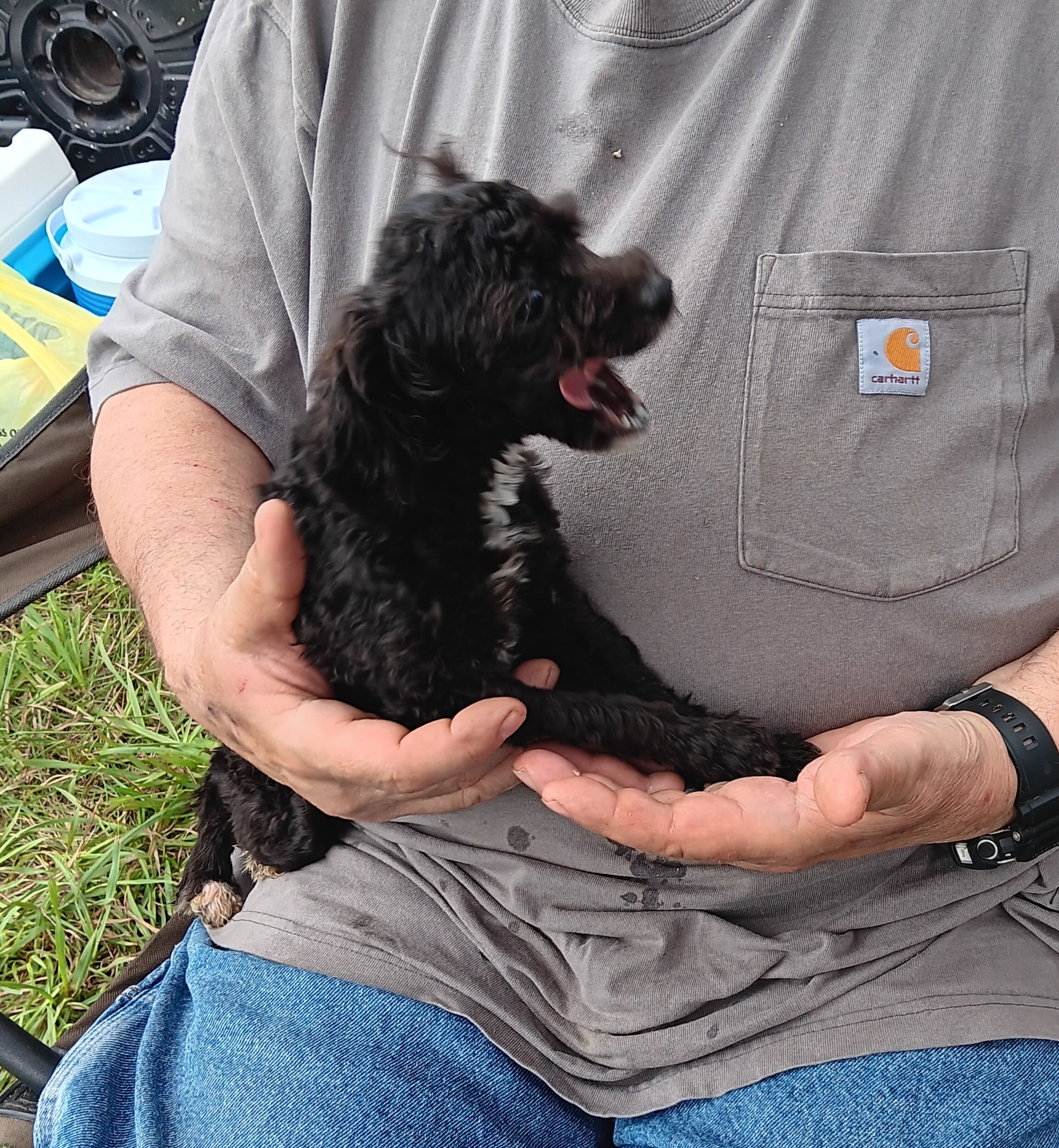 Toy poodle Peaches image 2
