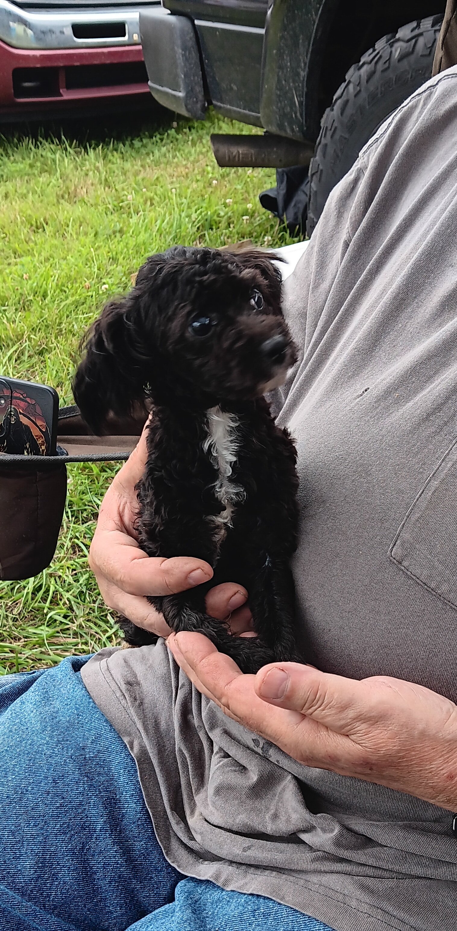 Toy poodle Peaches image 1