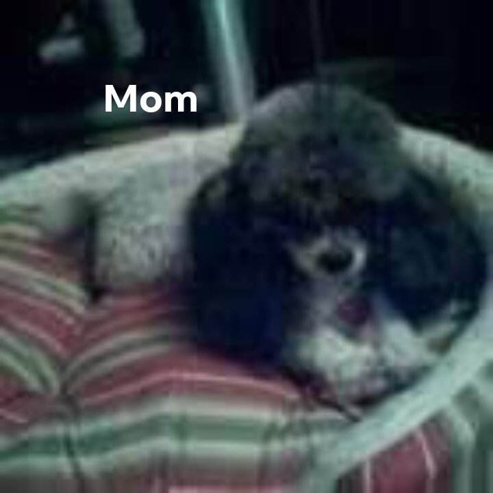 Toy poodle Peaches image 3