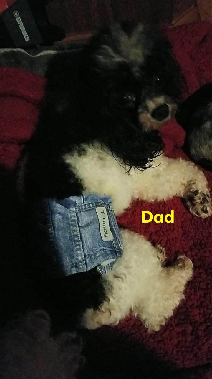 Toy poodle Peaches image 4