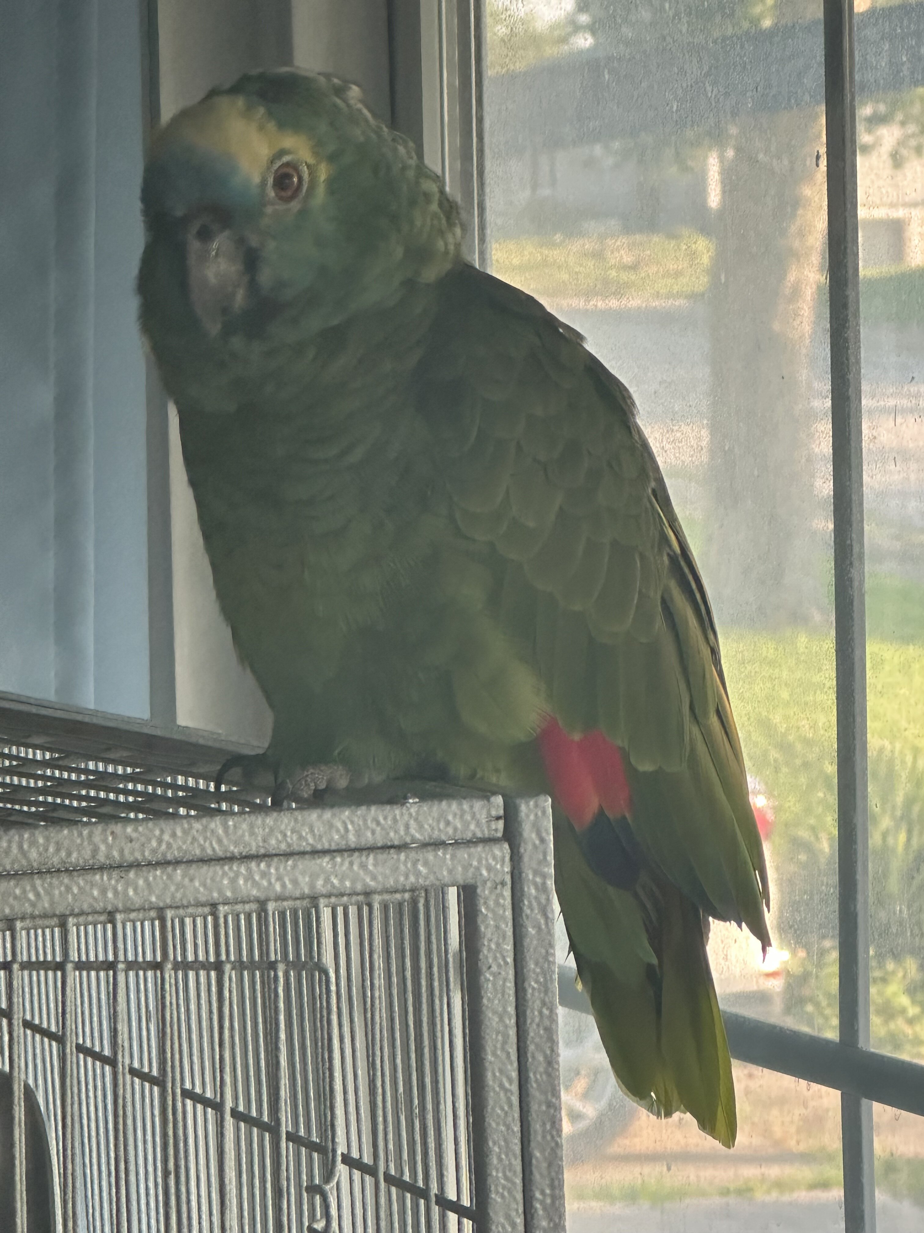 Blue Fronted Amazon Parrot image 2