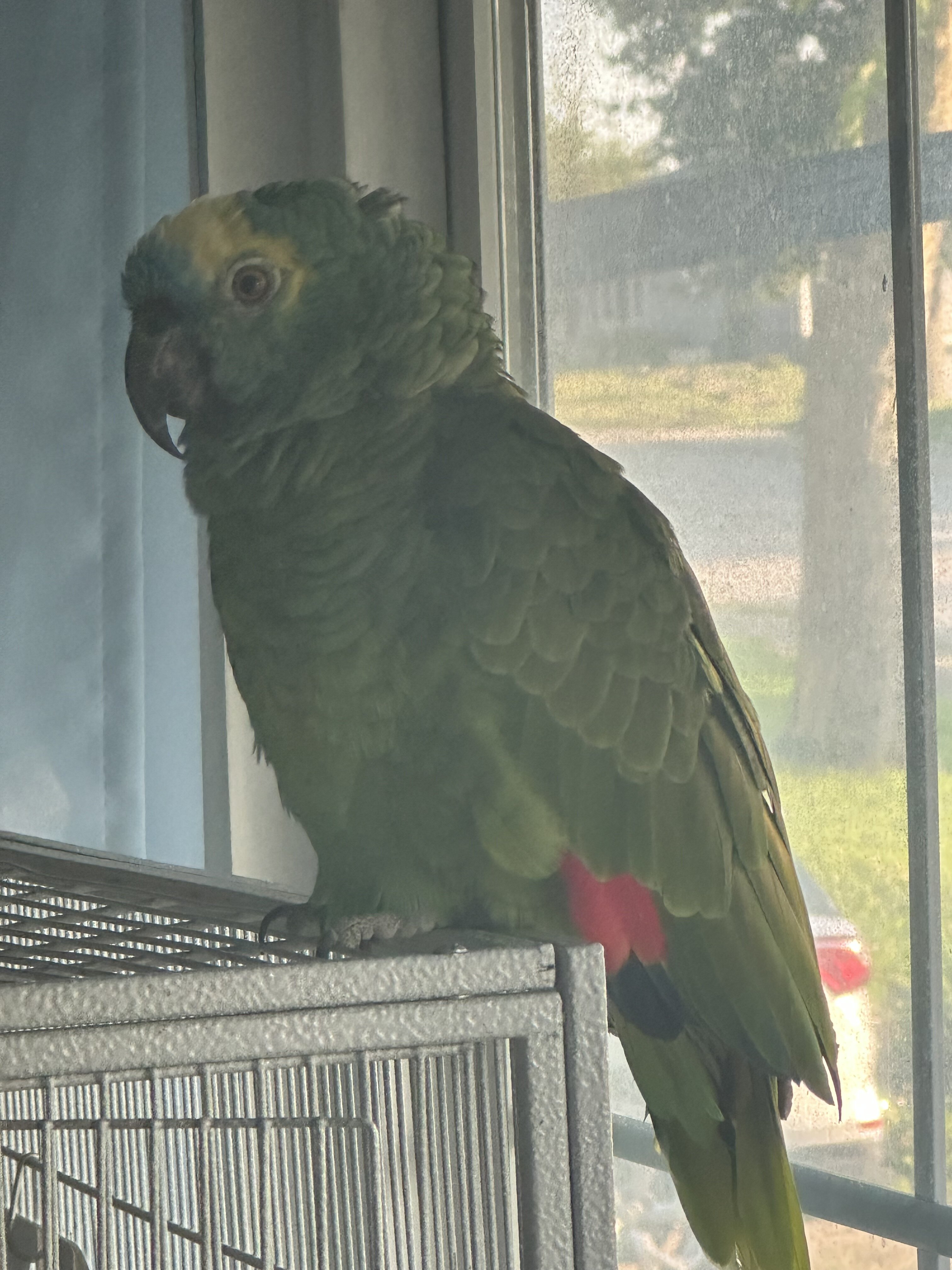 Blue Fronted Amazon Parrot image 4