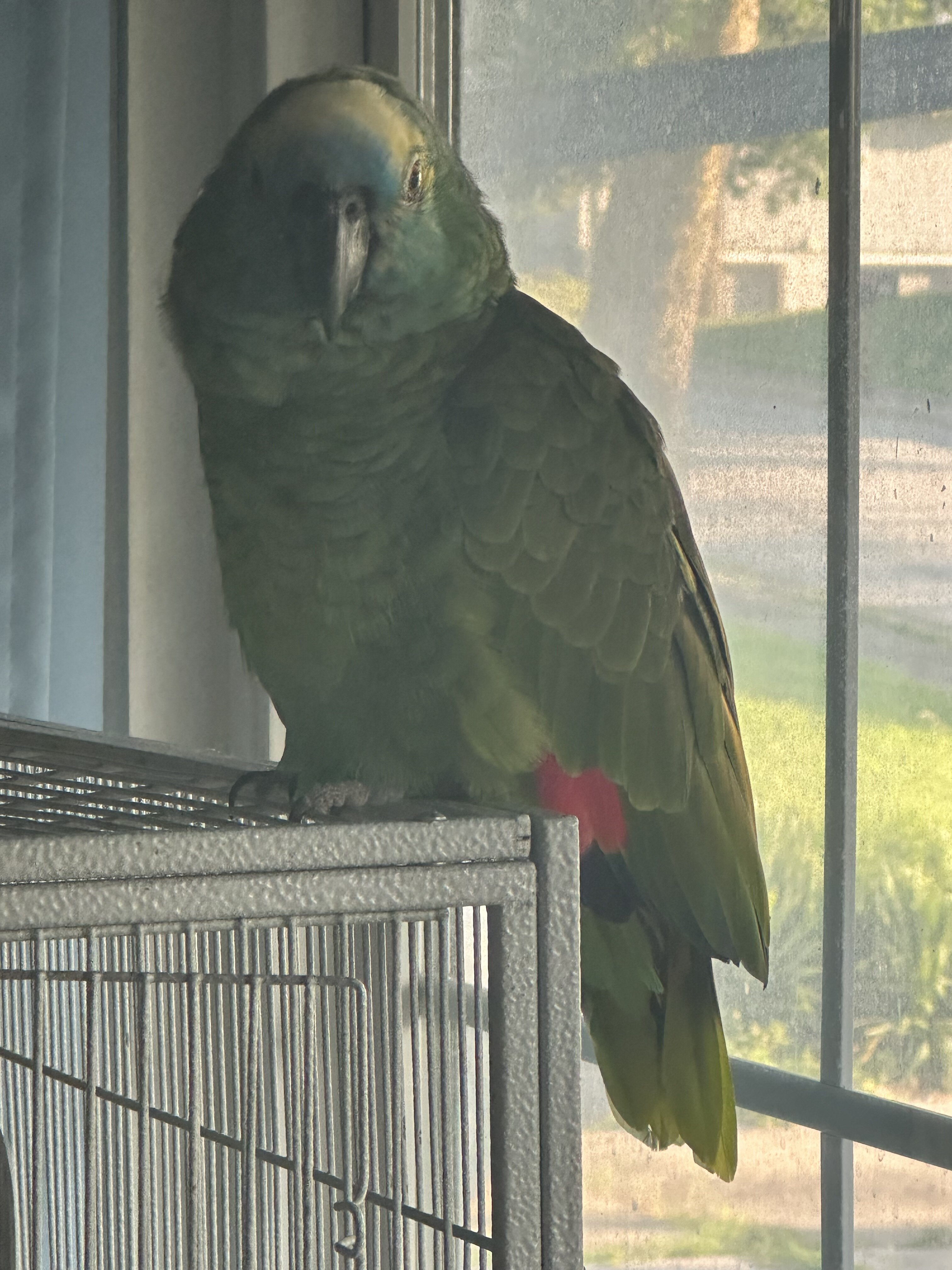 Blue Fronted Amazon Parrot image 3