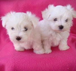 Two Teacup Maltese Puppies Needs a New Family image 1