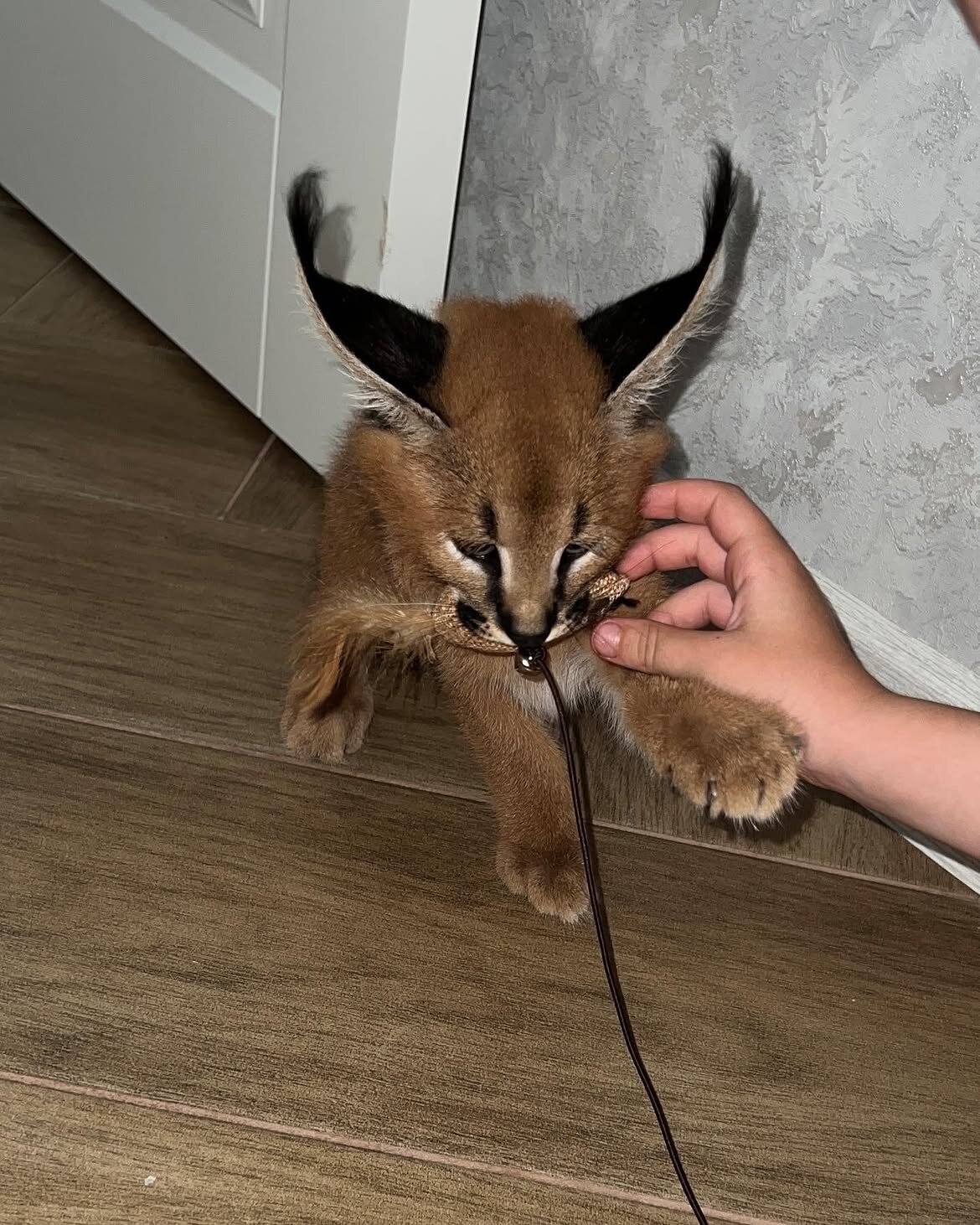 Beautiful caracal kittens are available image 7