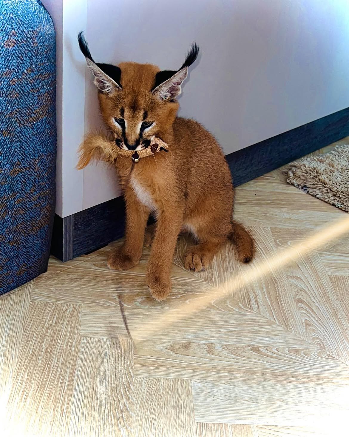 Beautiful caracal kittens are available image 8