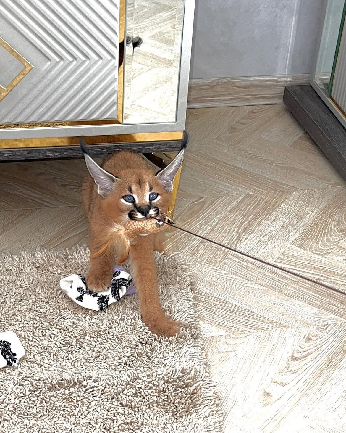 Beautiful caracal kittens are available image 1
