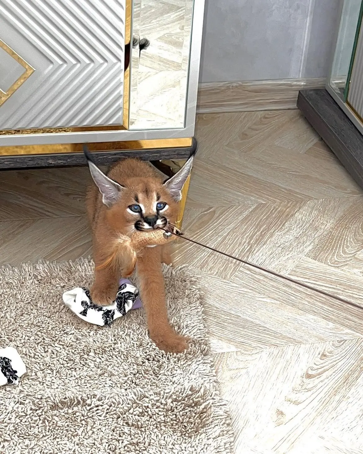 Beautiful caracal kittens are available | PetClassifieds.com ...