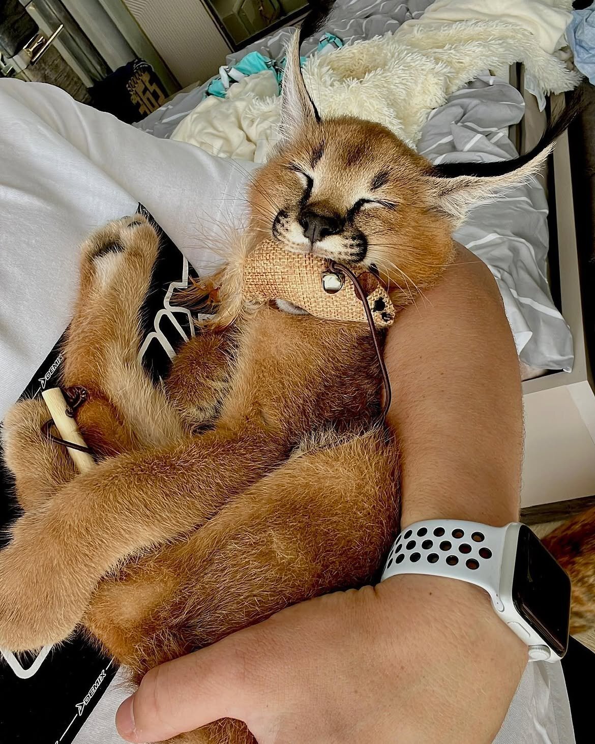 Beautiful caracal kittens are available image 9