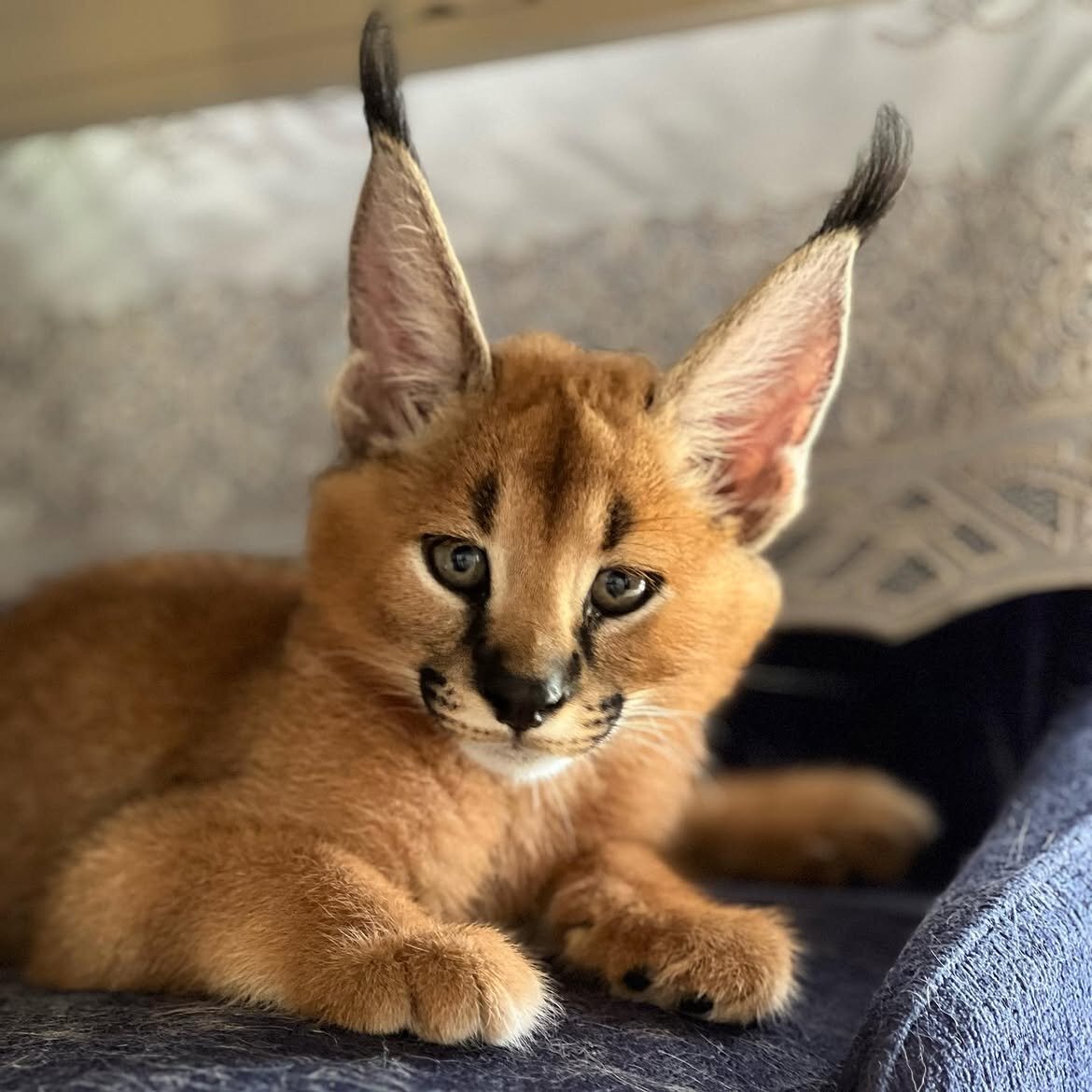 Beautiful caracal kittens are available image 6