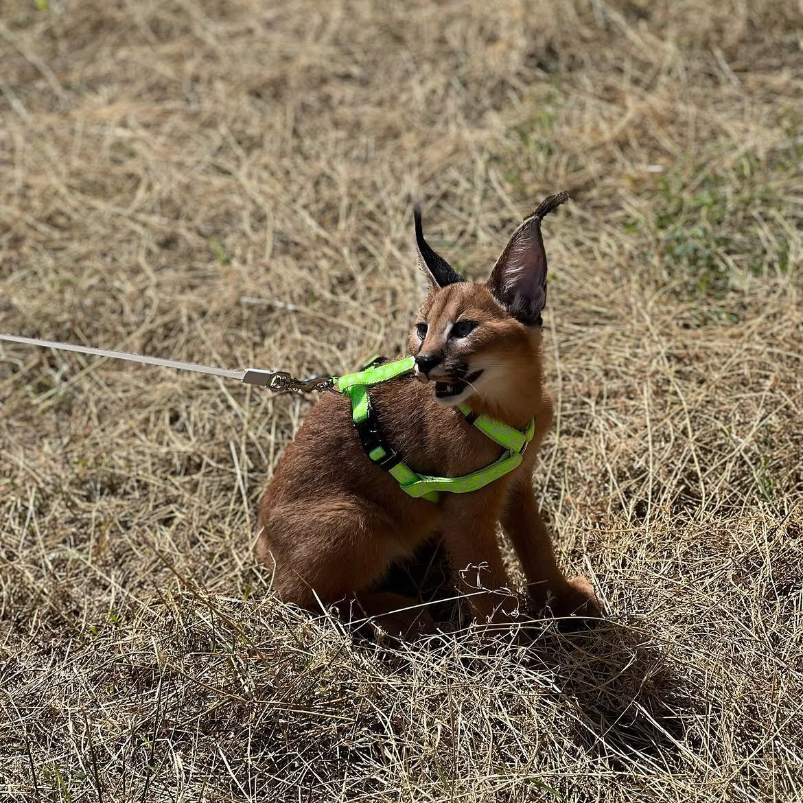 Beautiful caracal kittens are available image 4