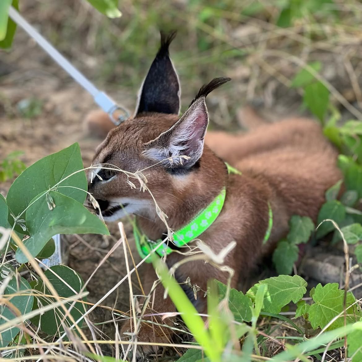 Beautiful caracal kittens are available image 3