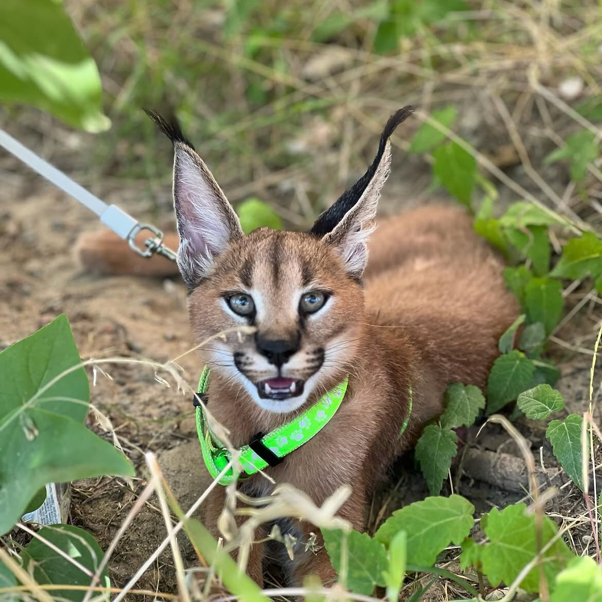 Beautiful caracal kittens are available image 5