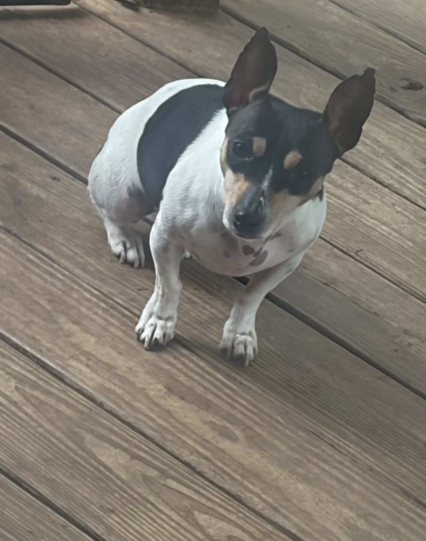 Teddy Roosevelt Terrier/Rat Terrier type B image 1