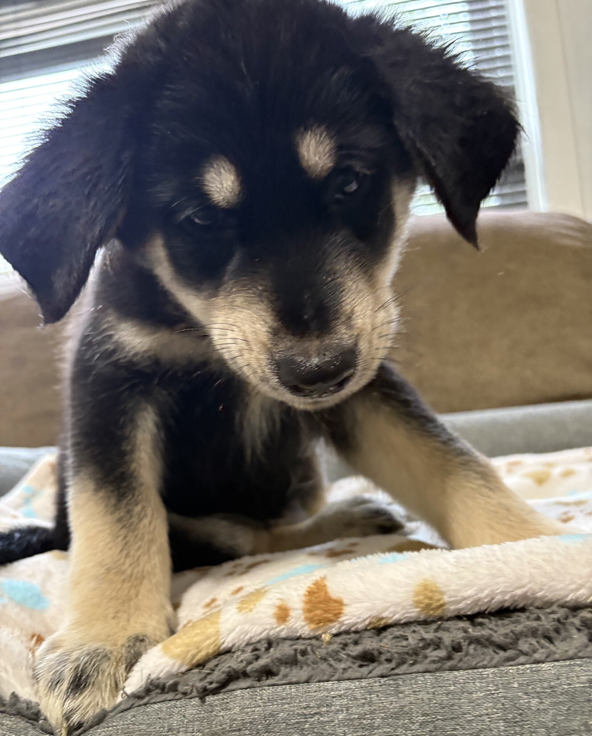 Goldendoodle - Siberian Husky Puppies image 1