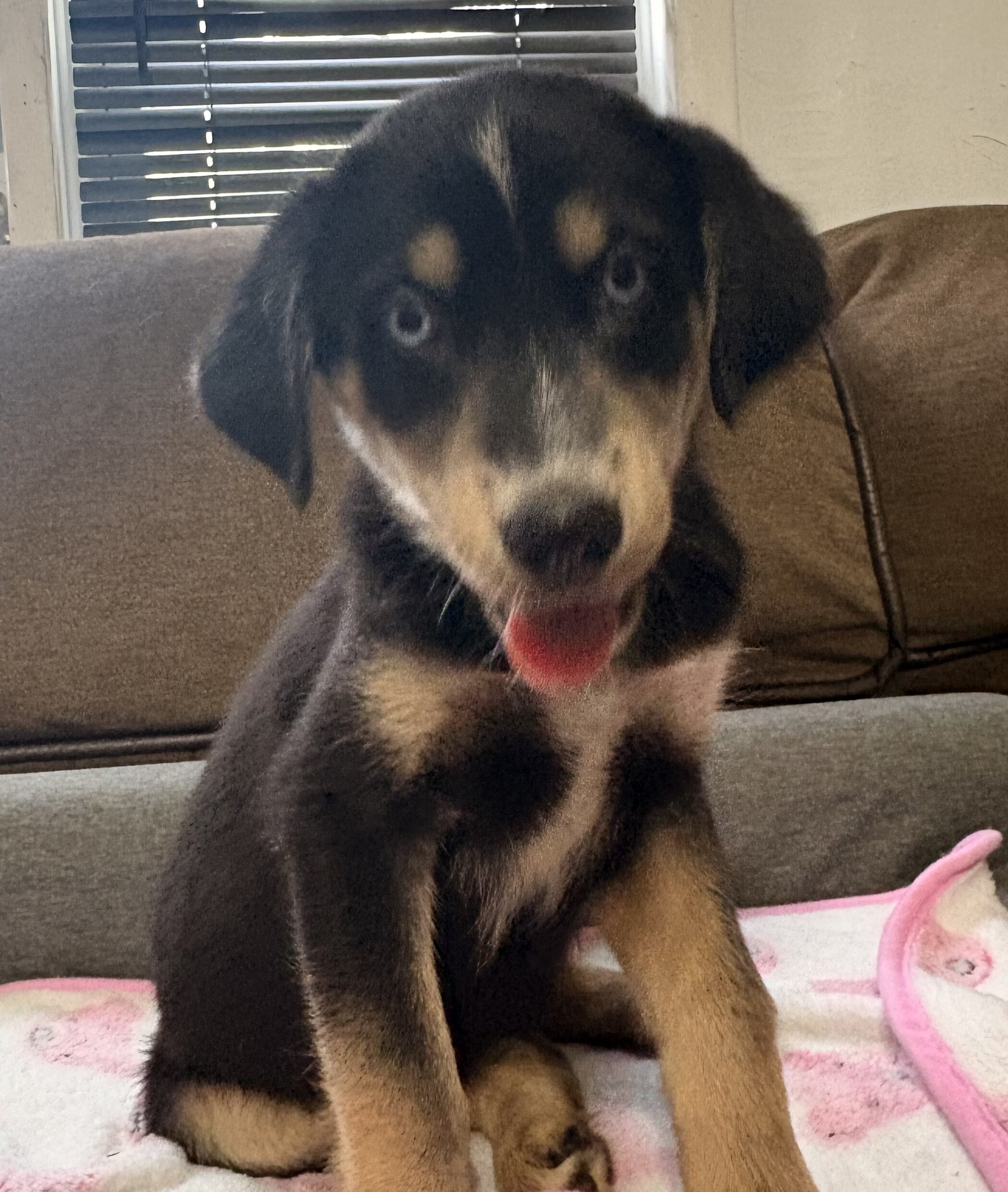 Goldendoodle - Siberian Husky Puppies image 6