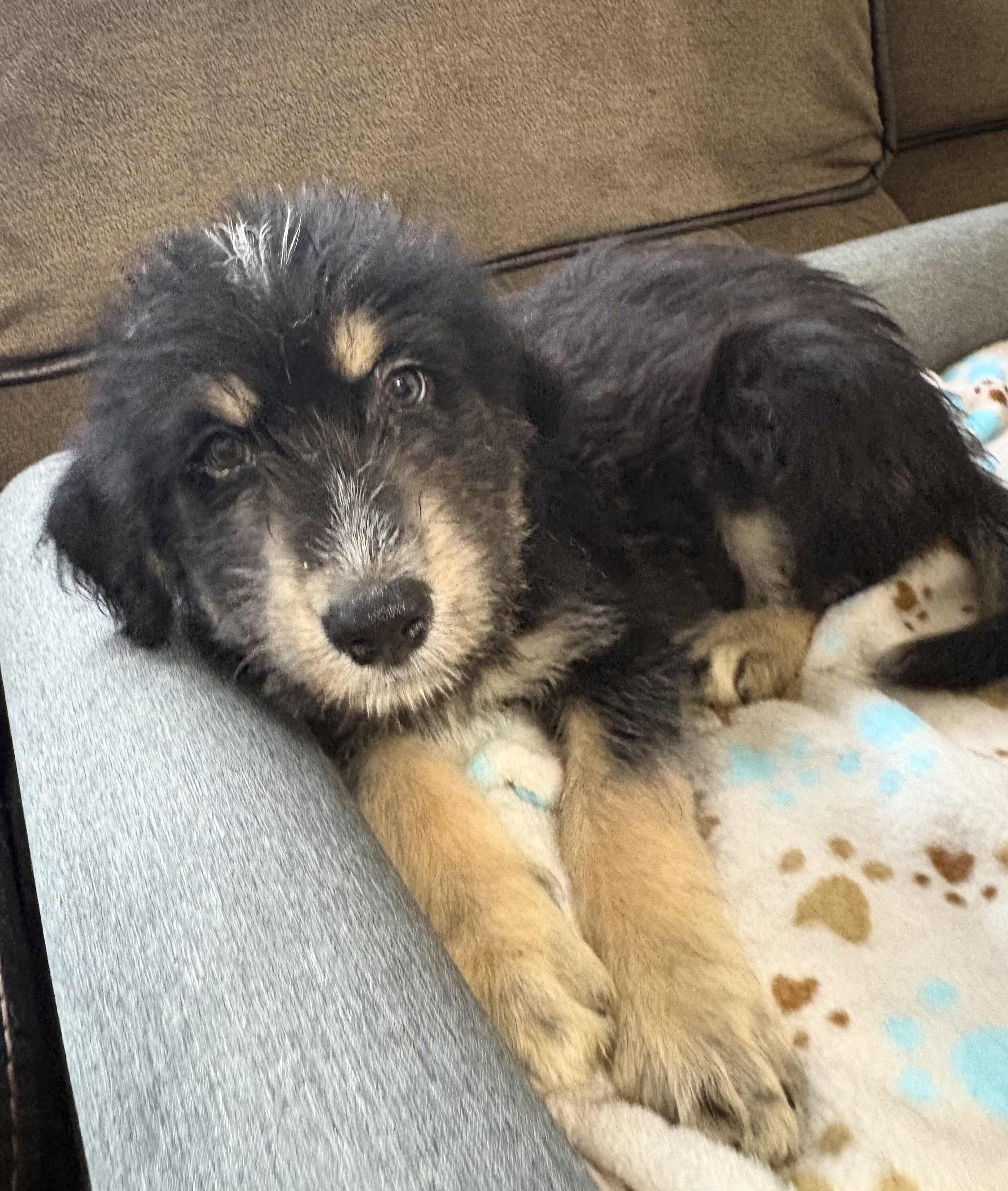 Goldendoodle - Siberian Husky Puppies image 2