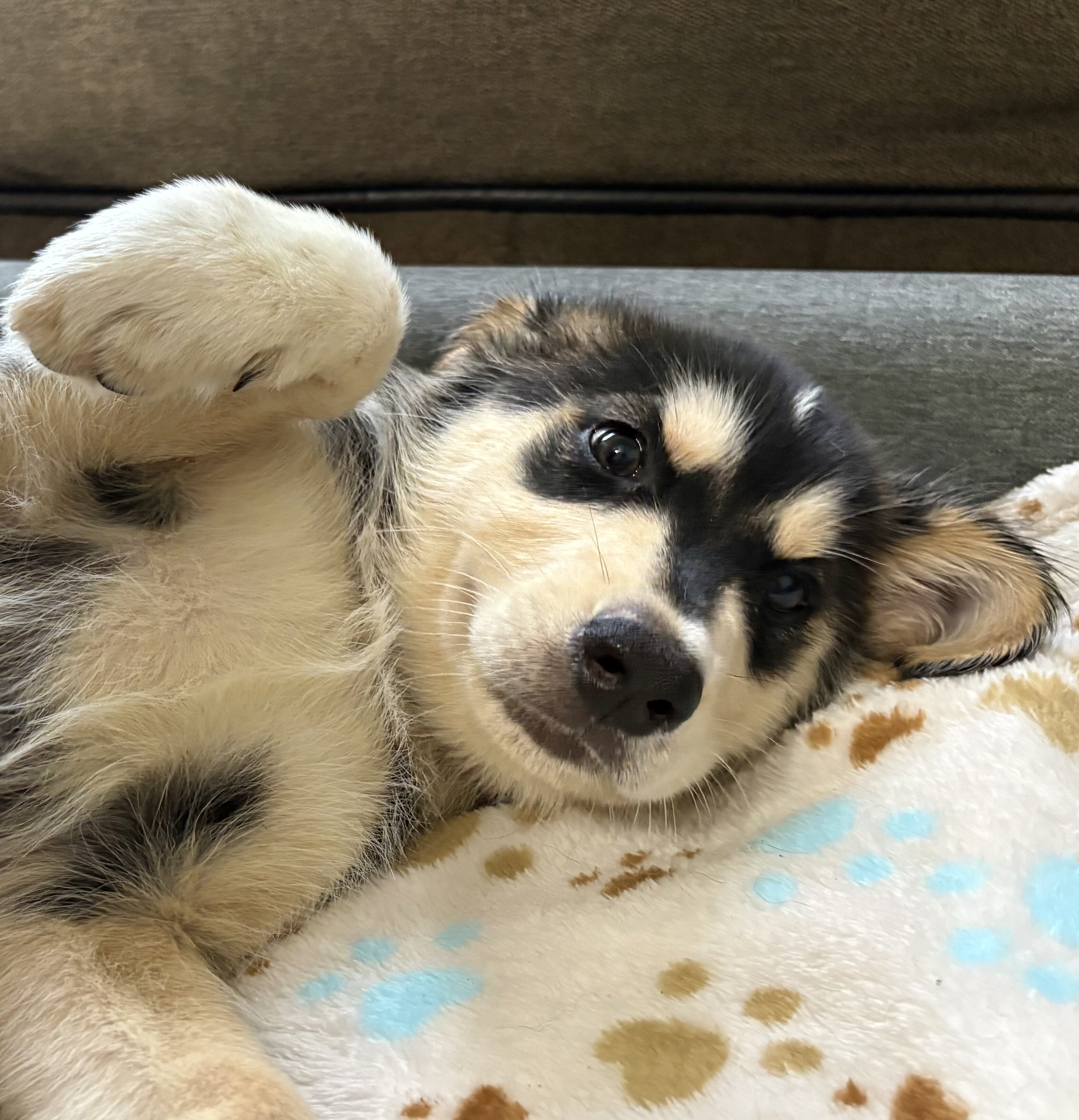 Goldendoodle - Siberian Husky Puppies image 3