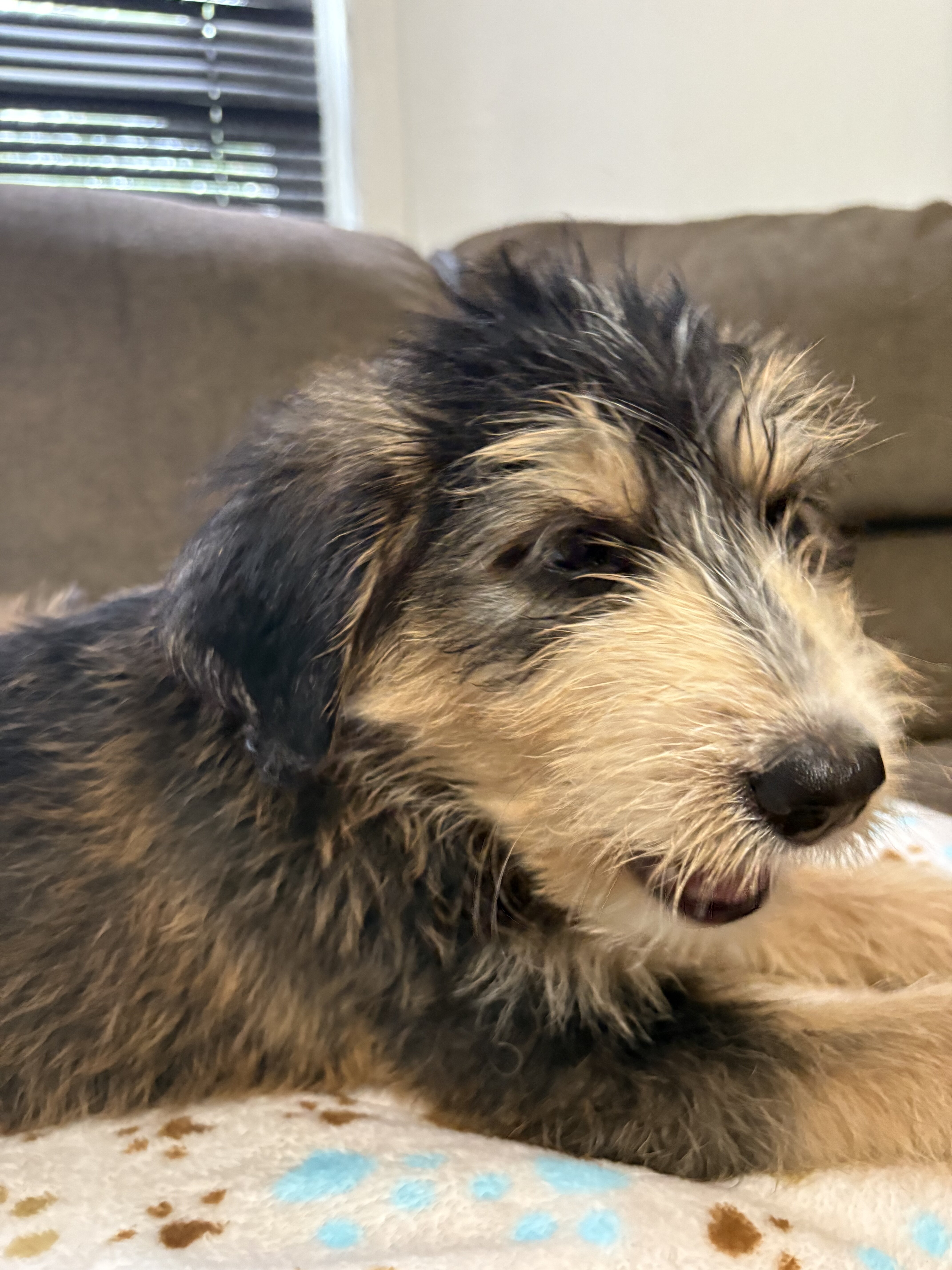 Goldendoodle - Siberian Husky Puppies image 5