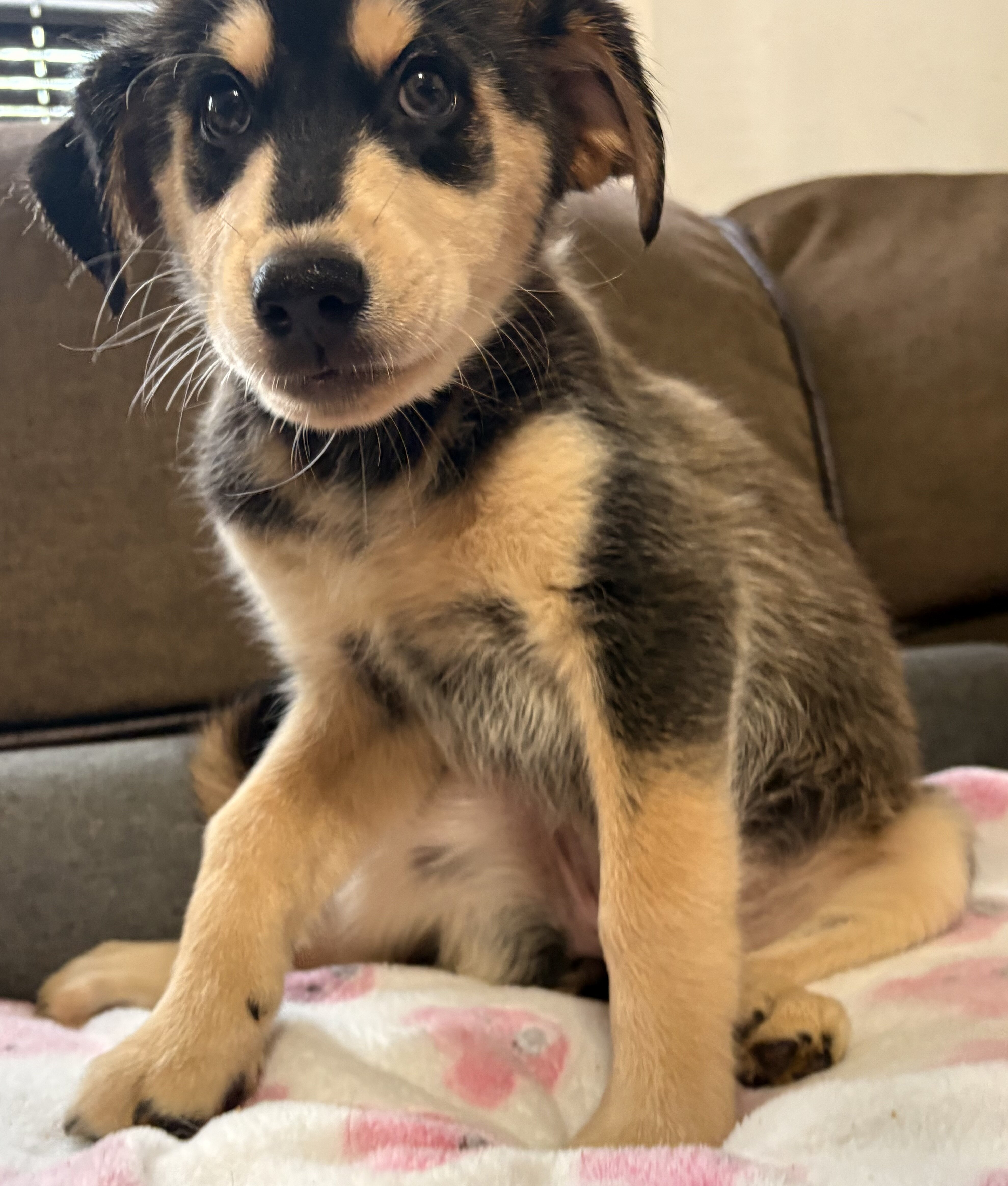 Goldendoodle - Siberian Husky Puppies image 7