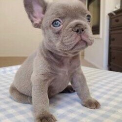 French Bulldog Puppies image 1