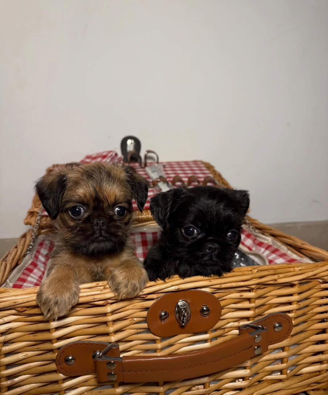 AKC Reg Brussel Griffon Puppy image 1