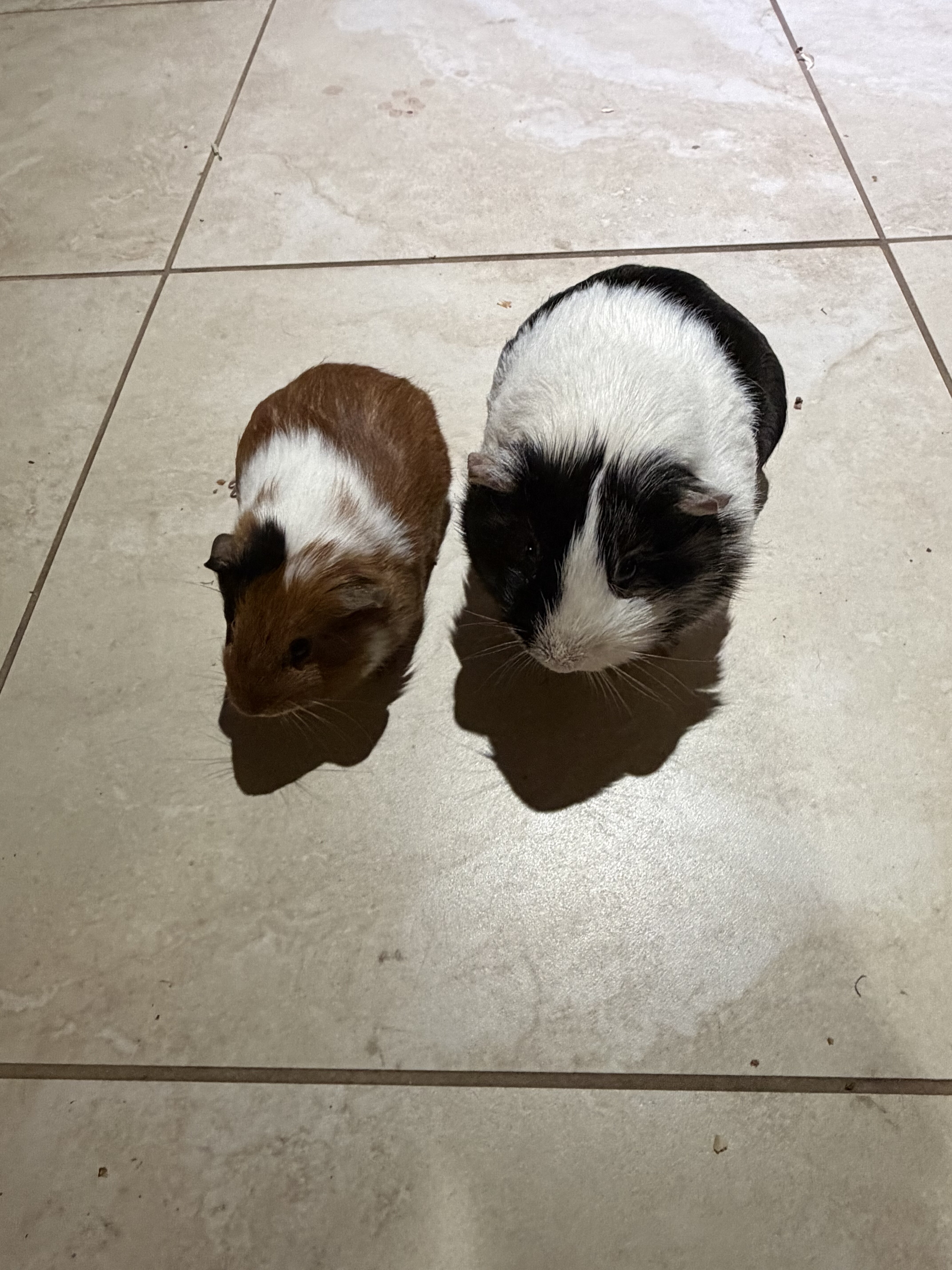 Guinea pigs image 2