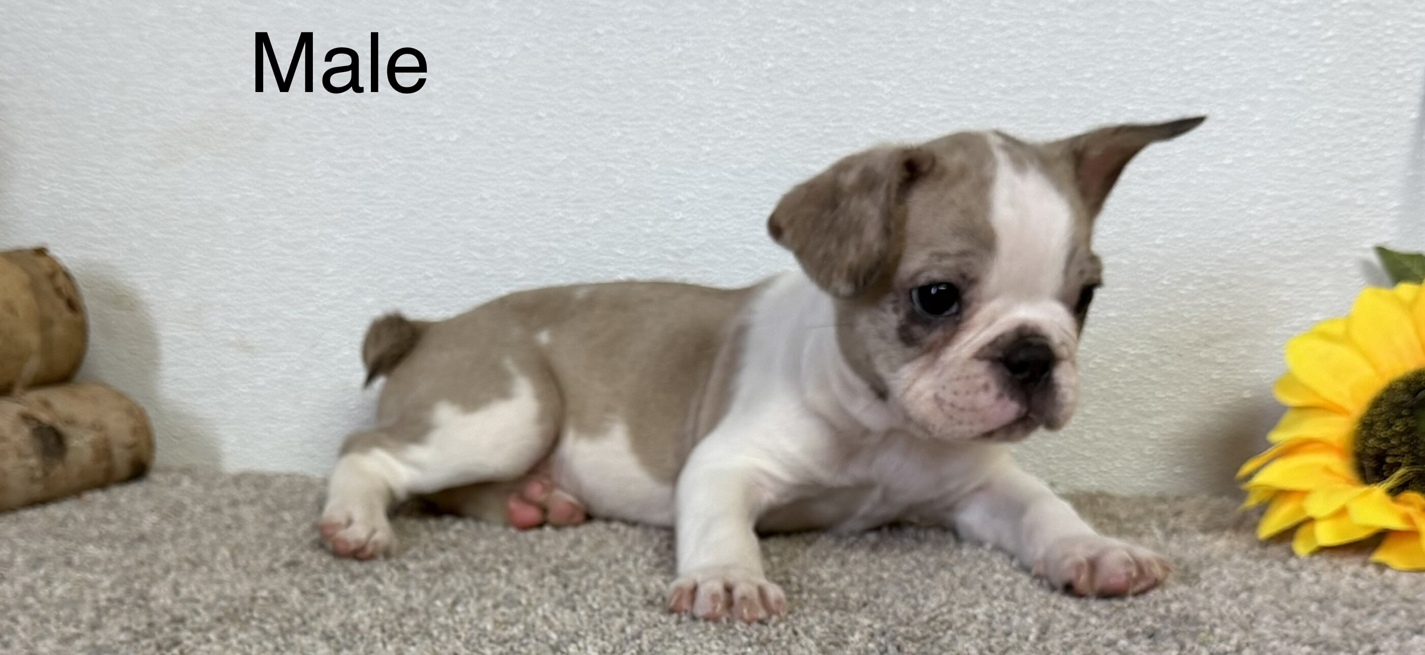 French Bulldog image 6