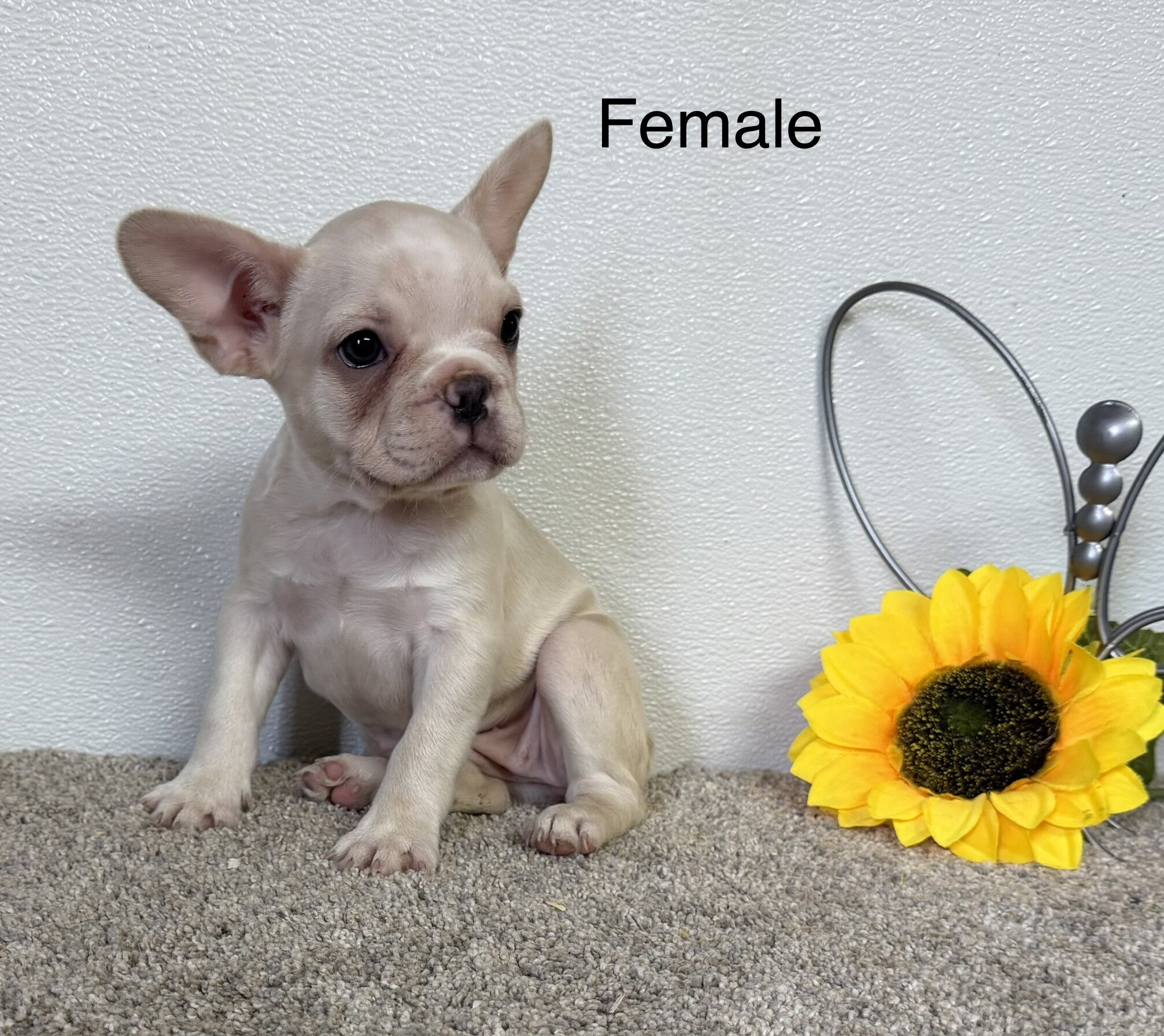 French Bulldog image 8