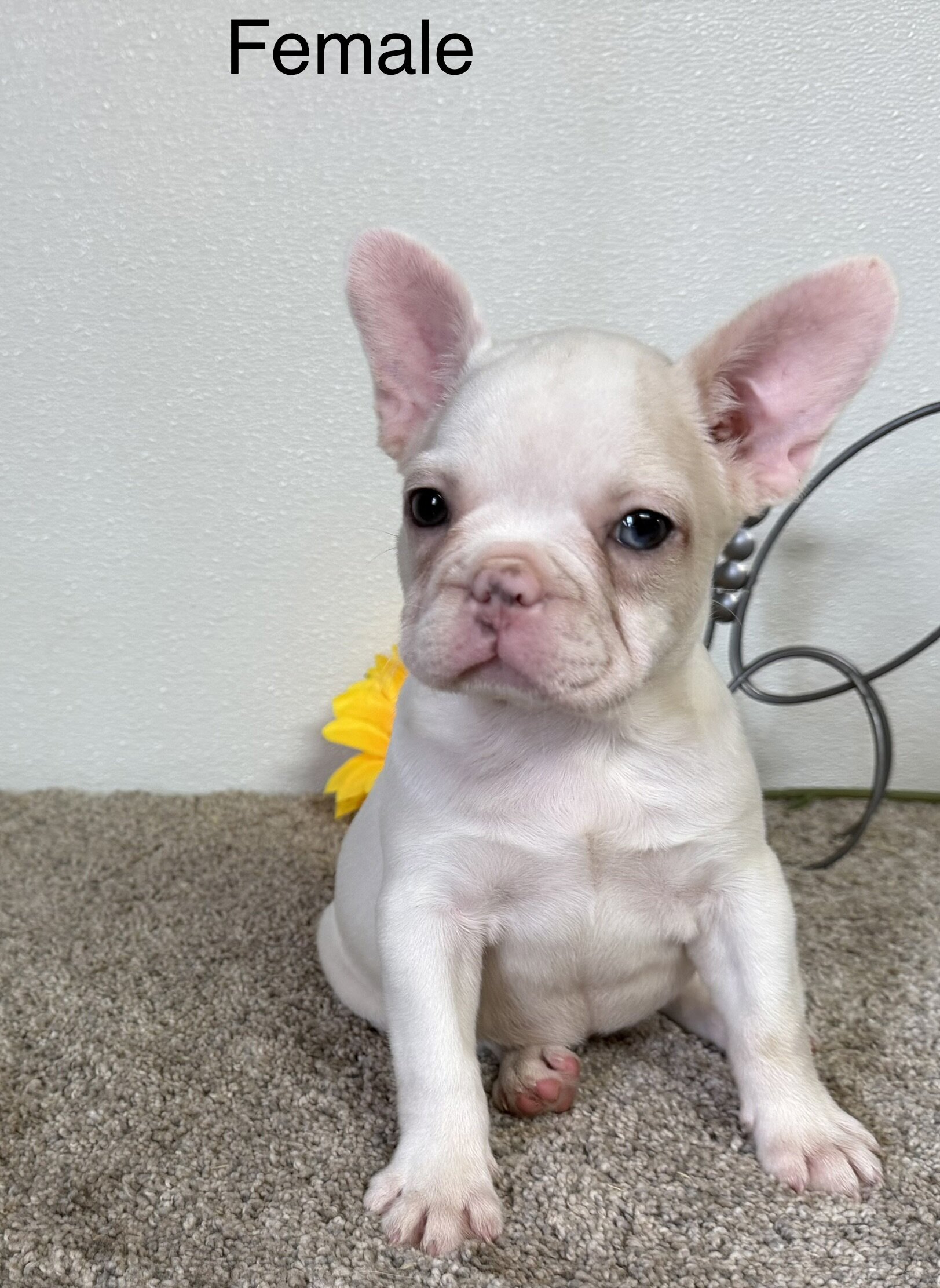 French Bulldog image 7